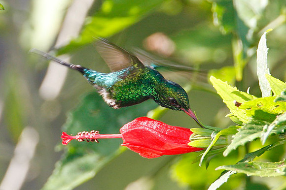Cozumel Emerald (Chlorostilbon forficatus) male