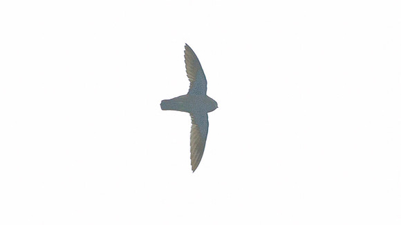 Swift Sp. Unidentified