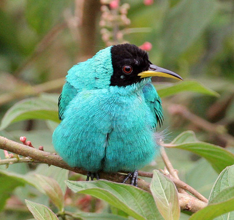 Green Honeycreeper (Chlorophanes spiza) male