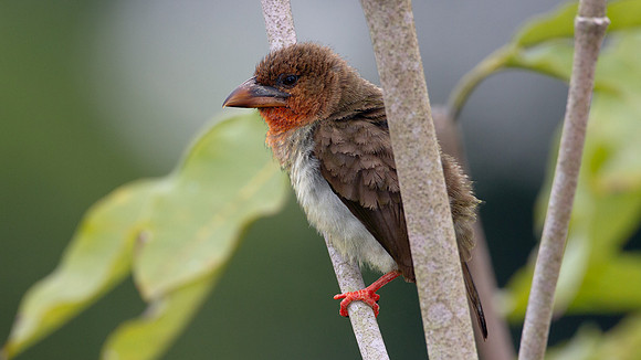 Brown Barbet (Caloramphus fuliginosus)