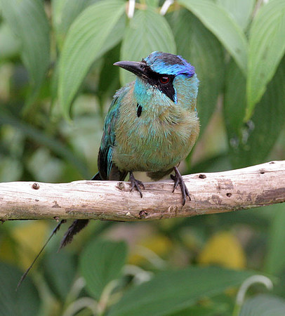 Blue-crowned Motmot (Momotus momota)