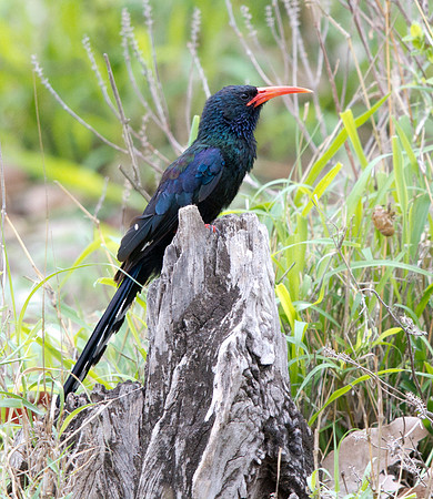 Green Wood Hoopoe (Phoeniculus purpureus)