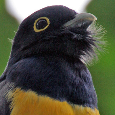 Violaceous Trogon (Trogon violaceus)