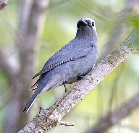 Grey Cuckooshrike (Coracina caesia) ?