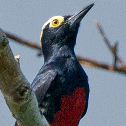 Yellow-tufted Woodpecker (Melanerpes cruentatus)