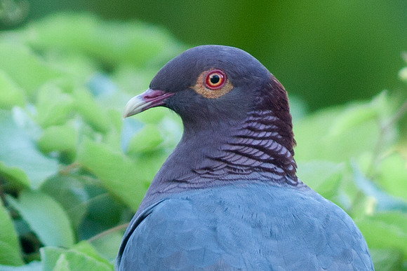 Scaly-naped Pigeon (Patagioenas squamosa)