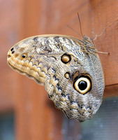 Owl Butterfly