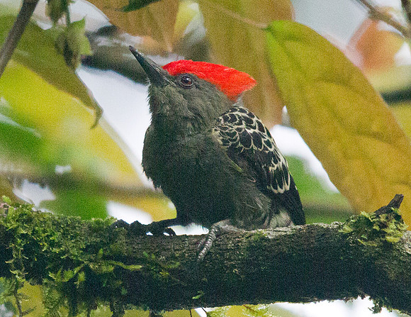 Grey-and-buff woodpecker (Hemicircus concretus)