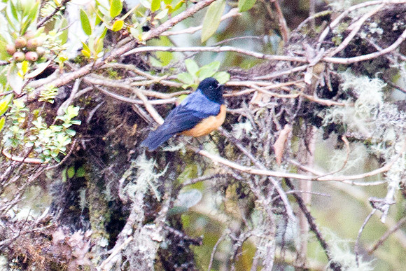 Blue-backed Conebill (Conirostrum sitticolor)
