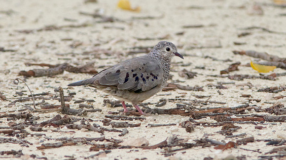 Common Ground Dove (Columbina passerina)