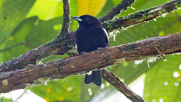 White-shouldered Tanager (Tachyphonus luctuosus)