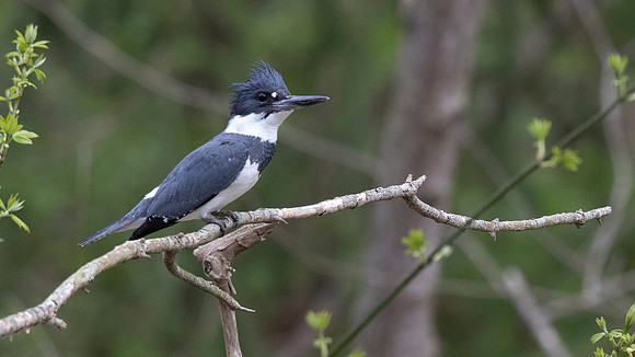 Belted Kingfisher (Megaceryle alcyon) Male