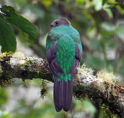 Resplendent Quetzal (Pharomachrus mocinno) female
