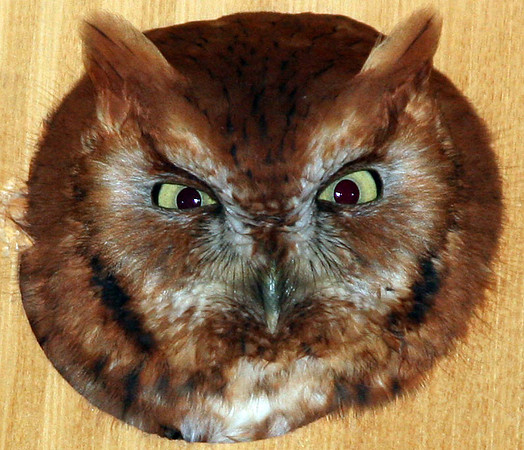 Eastern Screech Owl (Megascops asio) reddish-brown phase
