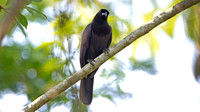 Purplish Jay (Cyanocorax cyanomelas)