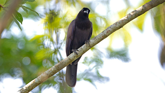 Purplish Jay (Cyanocorax cyanomelas)