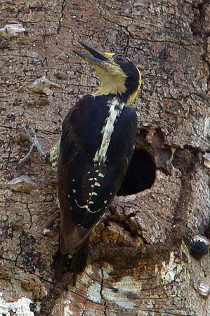 Golden-naped Woodpecker (Melanerpes chrysauchen) female