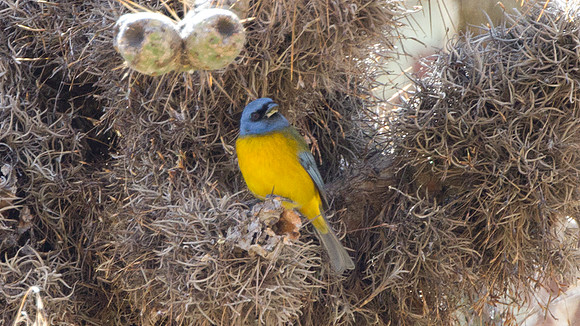 Blue-and-yellow Tanager (Thraupis bonariensis)