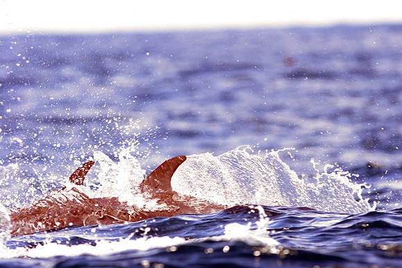 Common Bottlenose Dolphin (Tursiops truncatus)