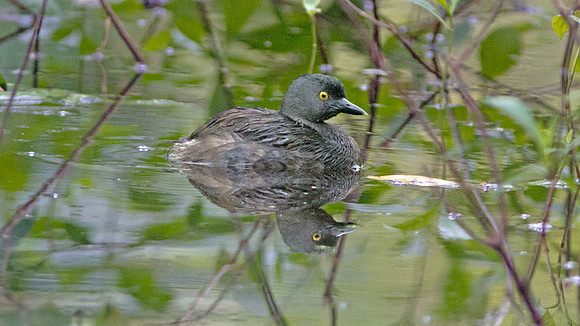 Least Grebe (Tachybaptus dominicus)
