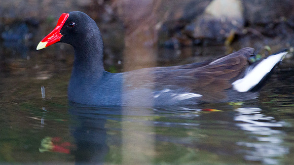 Common Gallinule (Gallinula galeata)
