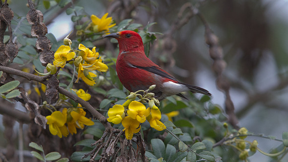 ʻApapane (Himatione sanguinea)
