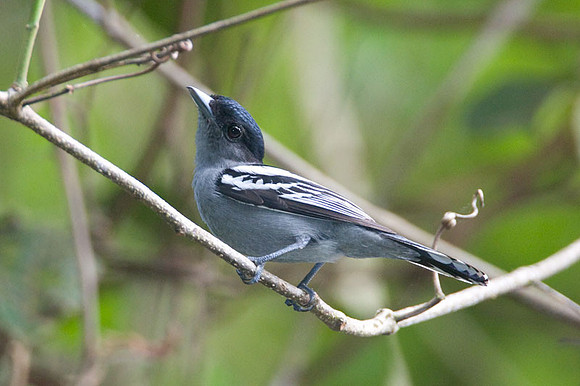 White-winged Becard (Pachyramphus polychopterus)