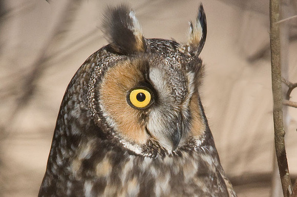 Long-eared Owl (Asio otus)