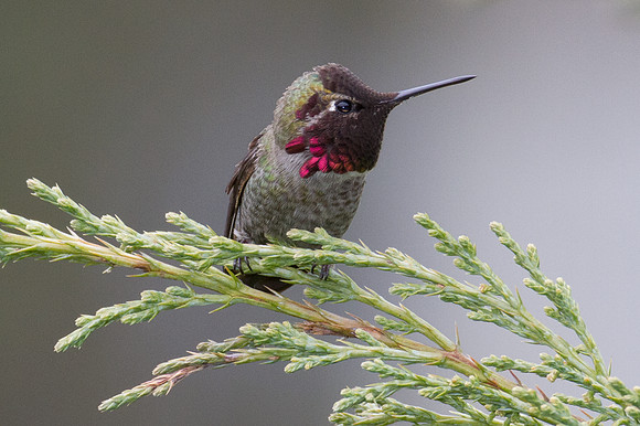 Anna's Hummingbird (Calypte anna)
