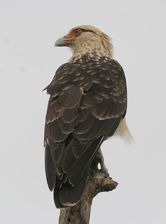 Yellow-headed Caracara (Milvago chimachima)
