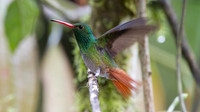 Rufous-tailed Hummingbird (Amazilia tzacatl)