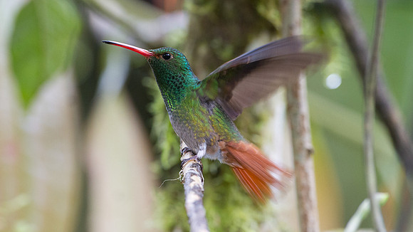 Rufous-tailed Hummingbird (Amazilia tzacatl)