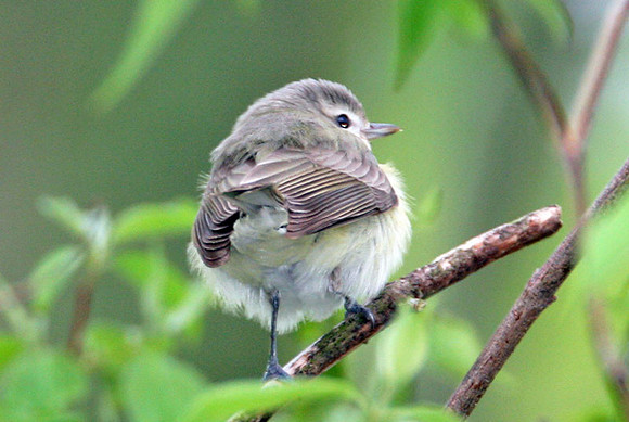 Warbling Vireo (Vireo gilvus)