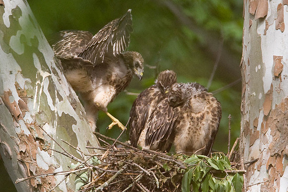 Red-shouldered Hawk (Buteo lineatus) juvenile