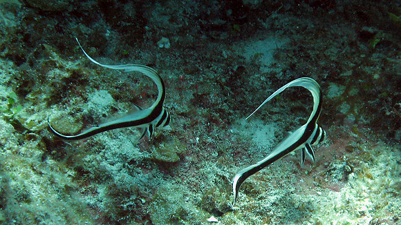 Juvenile Drumfish (Family Sciaenidae)