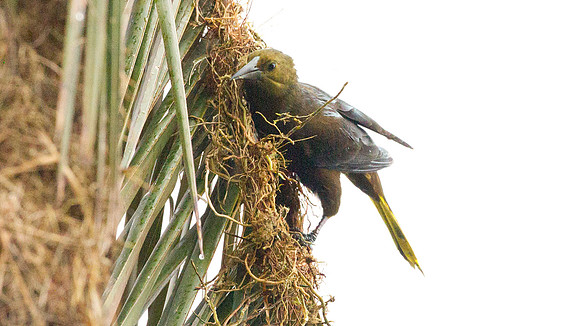 Russet-backed Oropendola (Psarocolius angustifrons)