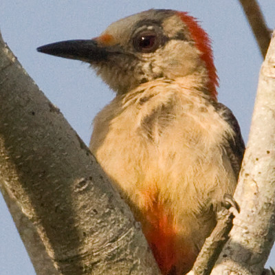 Golden-fronted Woodpecker (Melanerpes aurifrons)