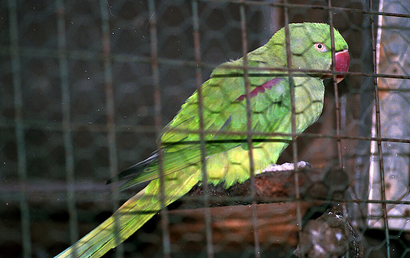 1988 Africa bird img413