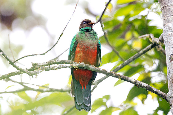 Golden-Headed Quetzal (Pharomachrus auriceps)