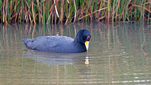 Andean Coot (Fulica ardesiaca)