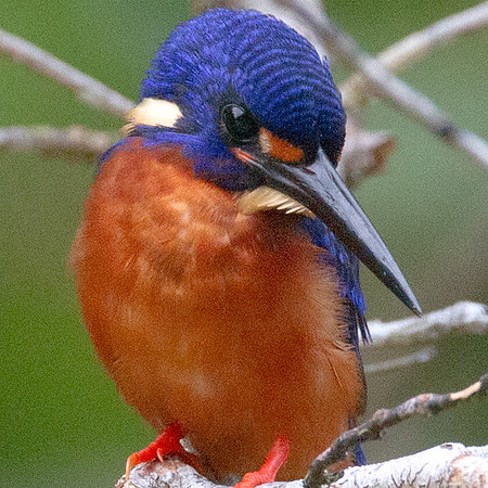 Blue-eared Kingfisher (Alcedo meninting)