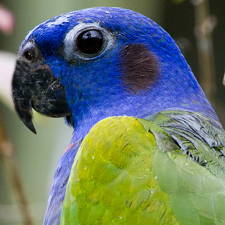Blue-headed Parrot (Pionus menstruus)