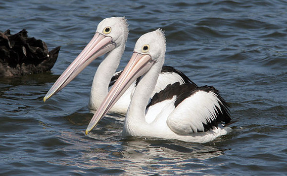Australian Pelican (Pelecanus conspicillatus)
