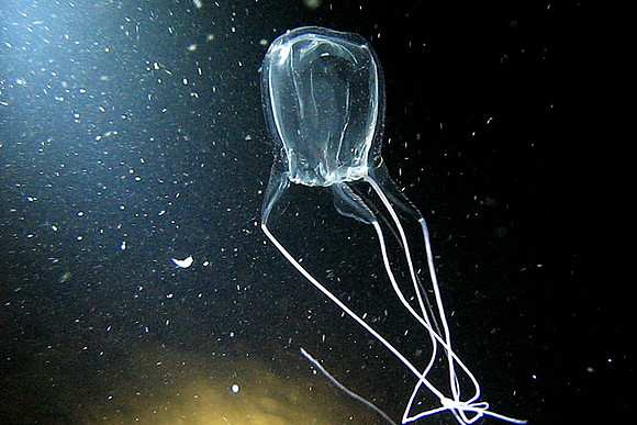 Box jellyfish (seawasp) (class Cubozoa)