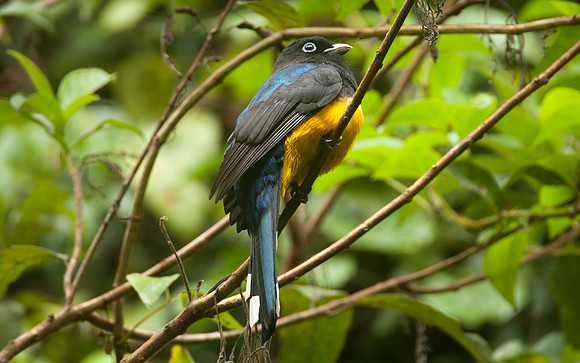 Black-headed Trogon (Trogon melanocephalus)
