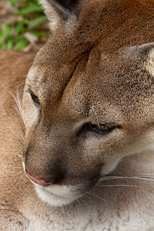 Puma (Puma concolor) captive