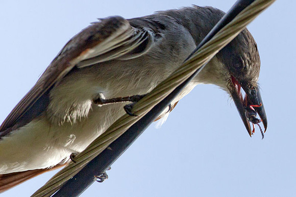 Gray Kingbird (Tyrannus dominicensis)