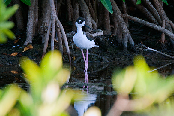 Black-necked Stilt (Himantopus mexicanus)