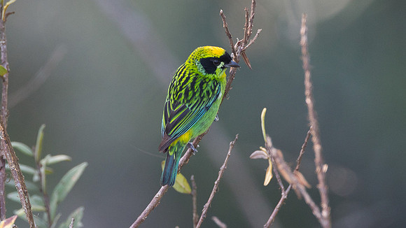 Green-and-gold Tanager (Tangara schrankii)