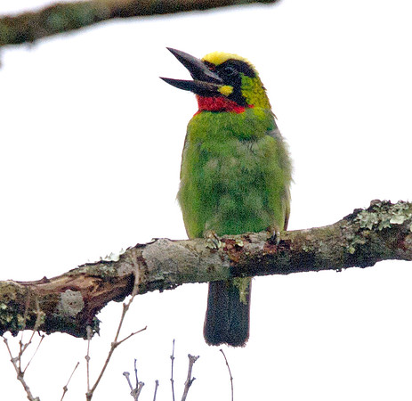 Black-banded barbet (Megalaima javensis)